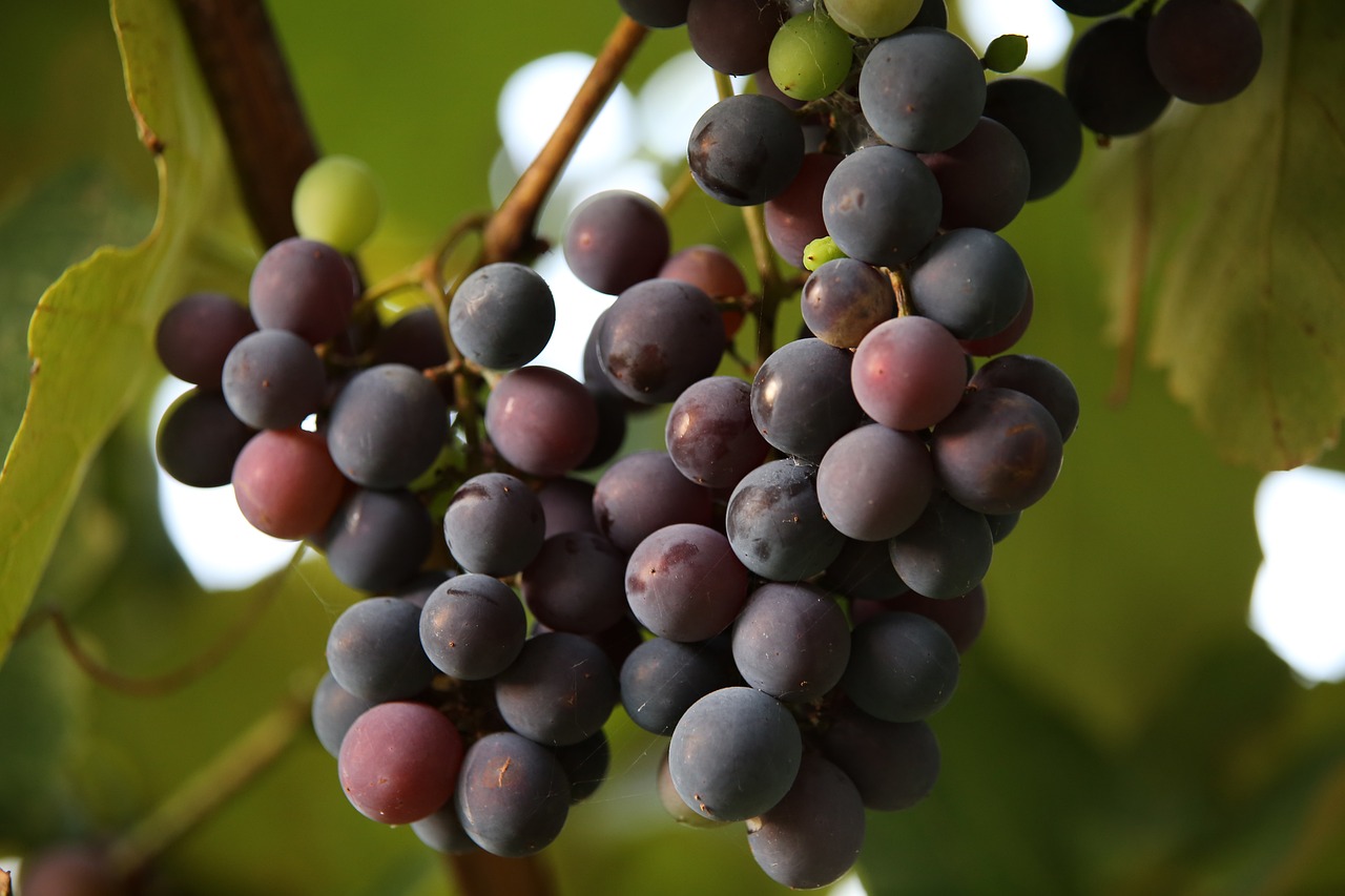 Certificação de Produto Sustentável Vegetal